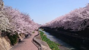 石神位川の桜並木