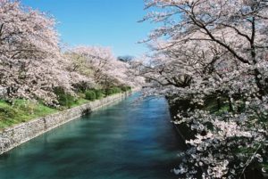 羽村の堰の桜