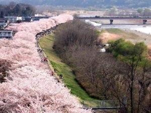 睦橋周辺の桜