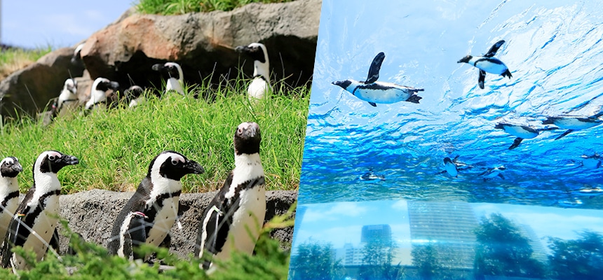 空飛ぶペンギンはデートに間違いなし！「サンシャイン水族館」