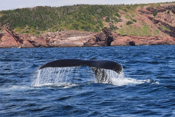 3.クジラが現れる海の夢