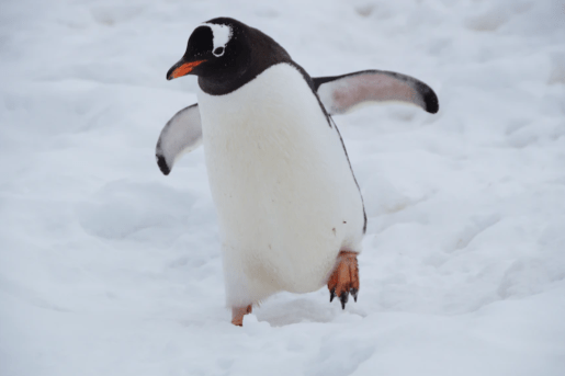 〇〇系女子　ペンギン系女子